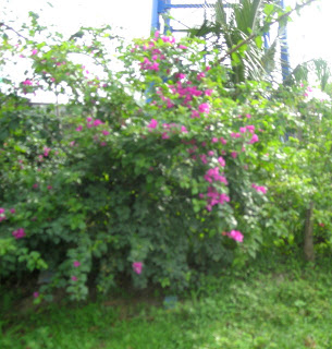 purple bougainvillea, La Ceiba, Honduras