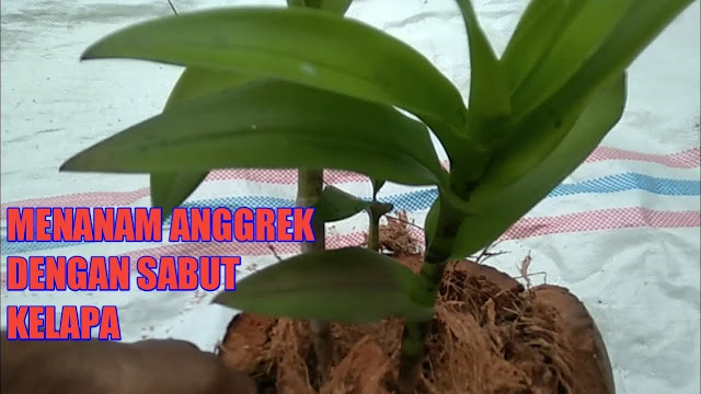 Contoh tanaman Anggrek dengan Sabut kelapa