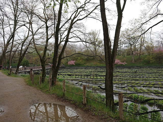 大王わさび園