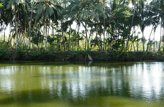 TEMPLE POND IN PALAKKAD