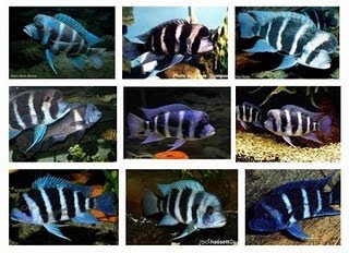 Frontosa - Cichlids from Lake Tanganyika