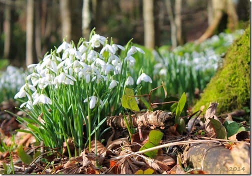 20-snowdrops-Ardwell