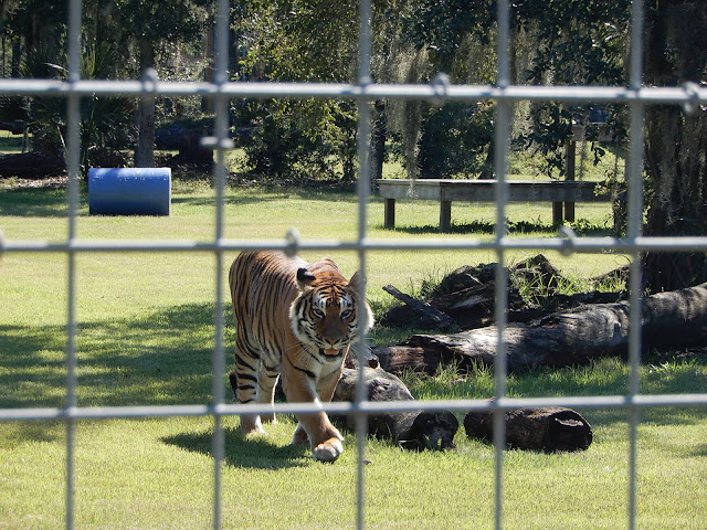 Priya the tiger