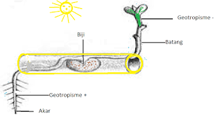  materi Biologi yaitu  Macam Gerak Pada Tumbuhan, Contoh dan Gambar