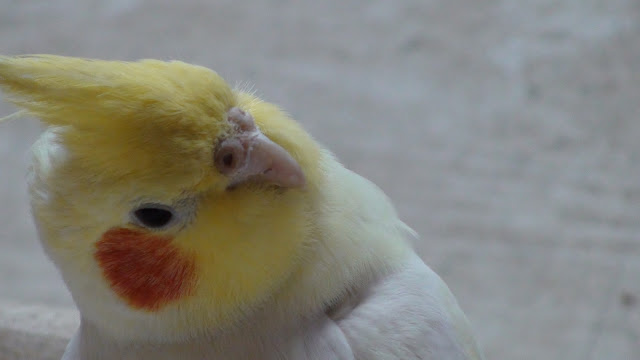 Cockatiel Pet Birds
