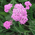 Yarrow Colorful Tiny Flowers