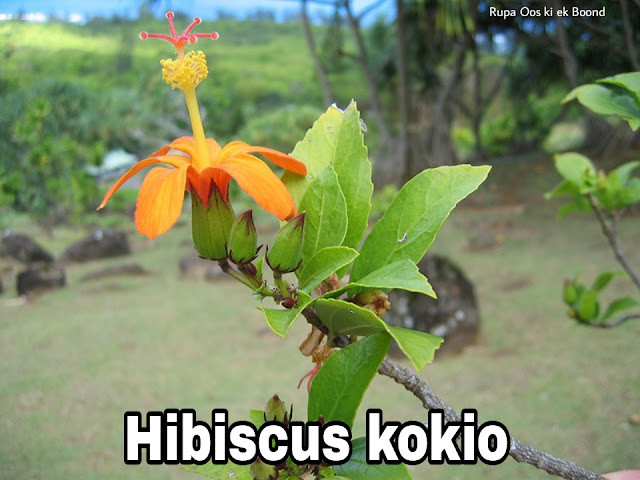 हिबिस्कस कोकियो फूल || Hibiscus kokio || Hibisco ||