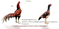 Ayam Jago Jenis Ayam Bangkok Thailand