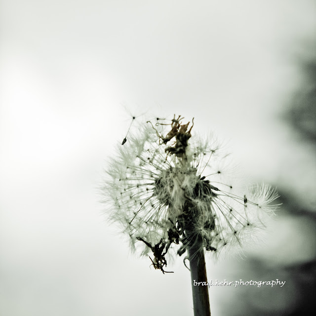 Seedlings catching the wind