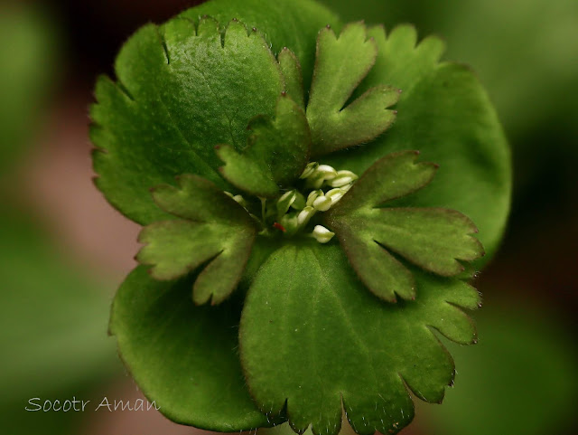 Anemone flaccida