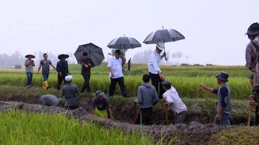 Hujan Sambut Presiden Jokowi Turun Ke Sawah Tinjau Program Padat Karya Tunai Di Tanah Datar Sumatra Barat