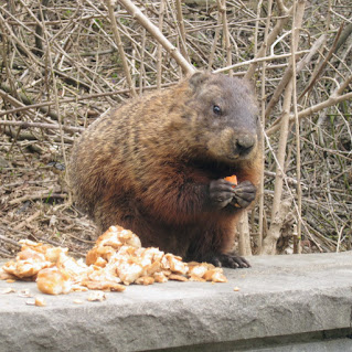 Groundhog