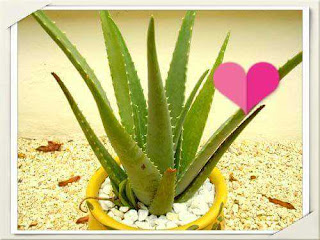 Aloe Vera