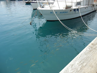 Peces en el puerto de San Sebastián de la Gomera