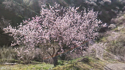 almendro en flor