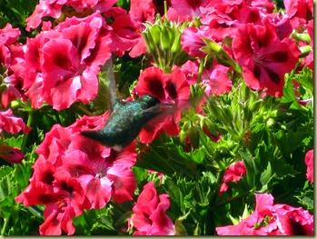 IMG_7726 copy