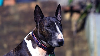 Bull Terrier Care and education