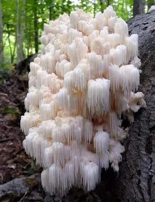 Lions Mane Mushroom Recipe