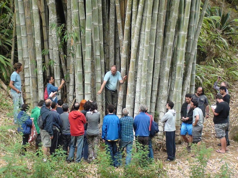 Inspirasi Istimewa Salah Satu Manfaat Dari Tanaman Bambu Selain Sebagai Bahan Kerajinan Adalah, Tirai Bambu