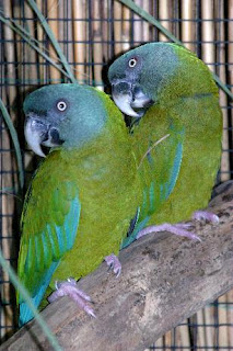 guacamayo cabeza azul Primolius couloni