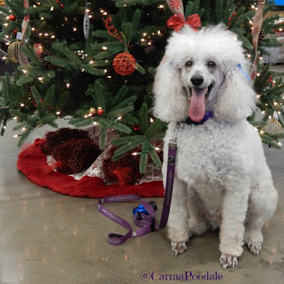 Christmas Carma in front of tree