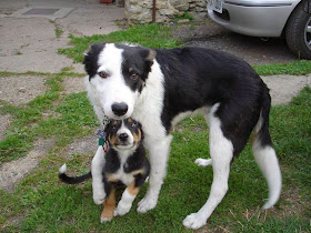 Cute dogs - part 9 (50 pics), puppy with his dog bodyguard