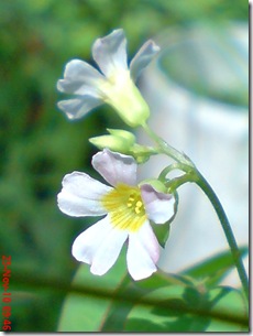 Oxalis barrelieri-Belimbing Tanah-Lavender sorrel 12