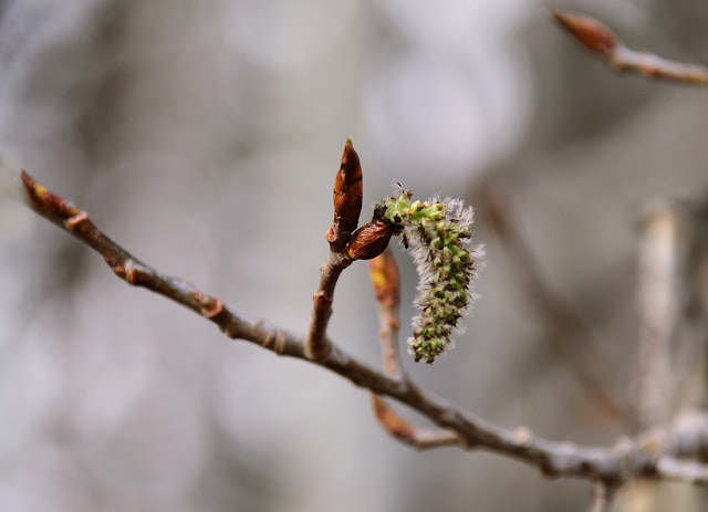 Aspen, populus tremuloides, catkin, Walpurgis Night, May Day, Beltane