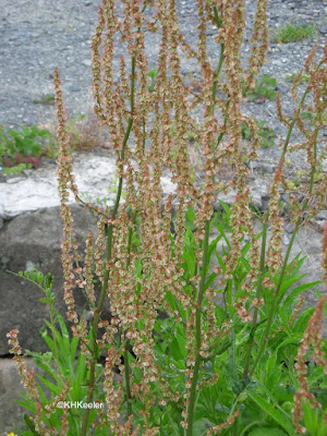 curly dock, Rumex crispus, Ushuaia, Argentina