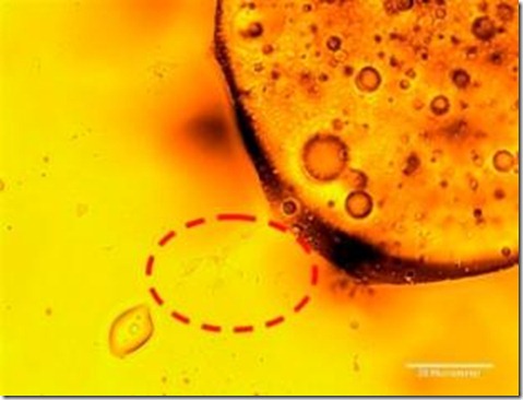 bpoil_ap
