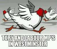 Headless chickens, also know as Tory and Labour MPs at Westminster after the Brexit vote of 2016