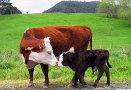 Training for livestock farmers on 9th, 14th and 21st