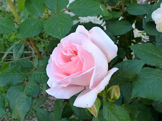 Jolies roses - Rosier cultivé