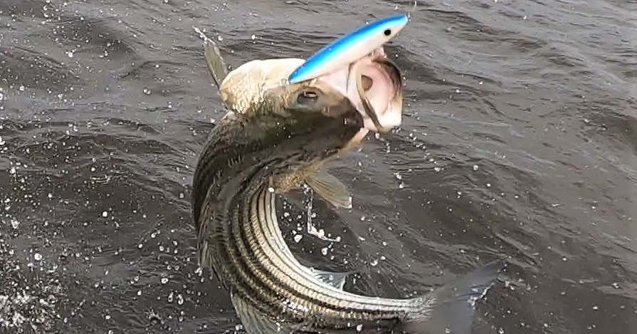 Rhode Island Striped Bass: Photo of the Week.Flying Striper?