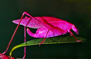 O primeiro gafanhoto cor-de-rosa foi encontrado na natureza em 1887. 