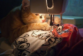 cat pictures, cat photos, sewing cat