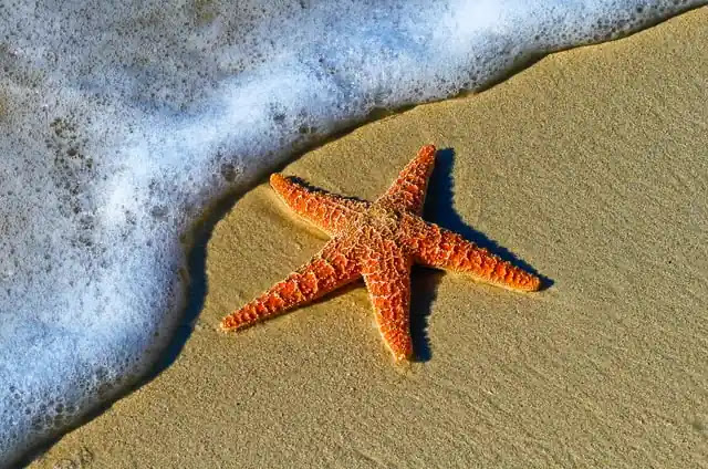 aprende ingles estrella de mar rojiza en la orilla de la playa