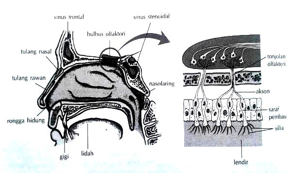  Hidung  Pengertian Bagian  dan Fungsinya Penyakit 