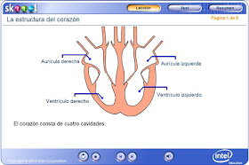 http://ww2.educarchile.cl/UserFiles/P0024/File/skoool/European_Spanish/Junior_Cycle_Level_1/biology/heart_structure/index.html