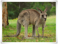 Kangaroo Animal Pictures