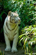 Tigers Diet