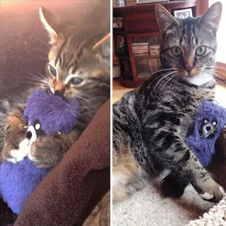 22 fotos adorables de antes y ahora de gatos que crecen con sus juguetes