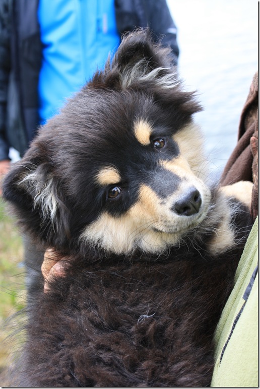 bursdag og lapphundtreff 102