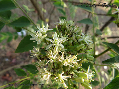 Curry leaf plant - Murraya koenigii