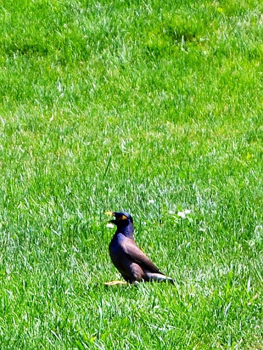 CommonMyna