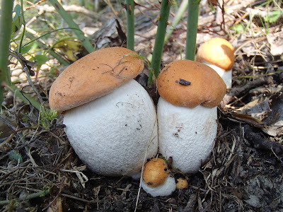  Leccinum aurantiacum koźlarz czerwony