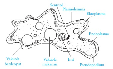 protozoa.