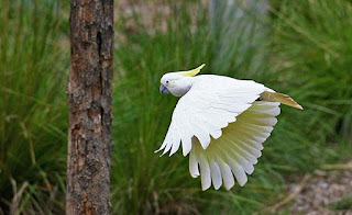 Cockatoo