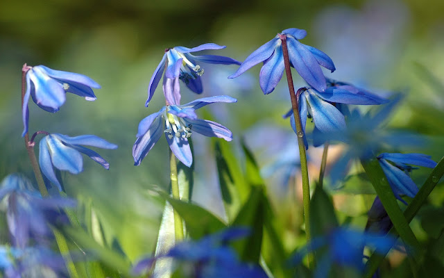 flores azul pequeñas