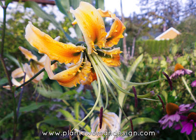 Лилия Росторна (Lilium rosthornii)